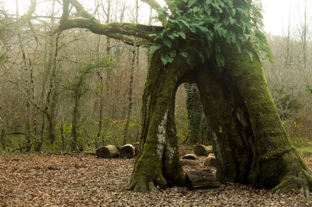 RUTA ROBLES MILENARIOS 2