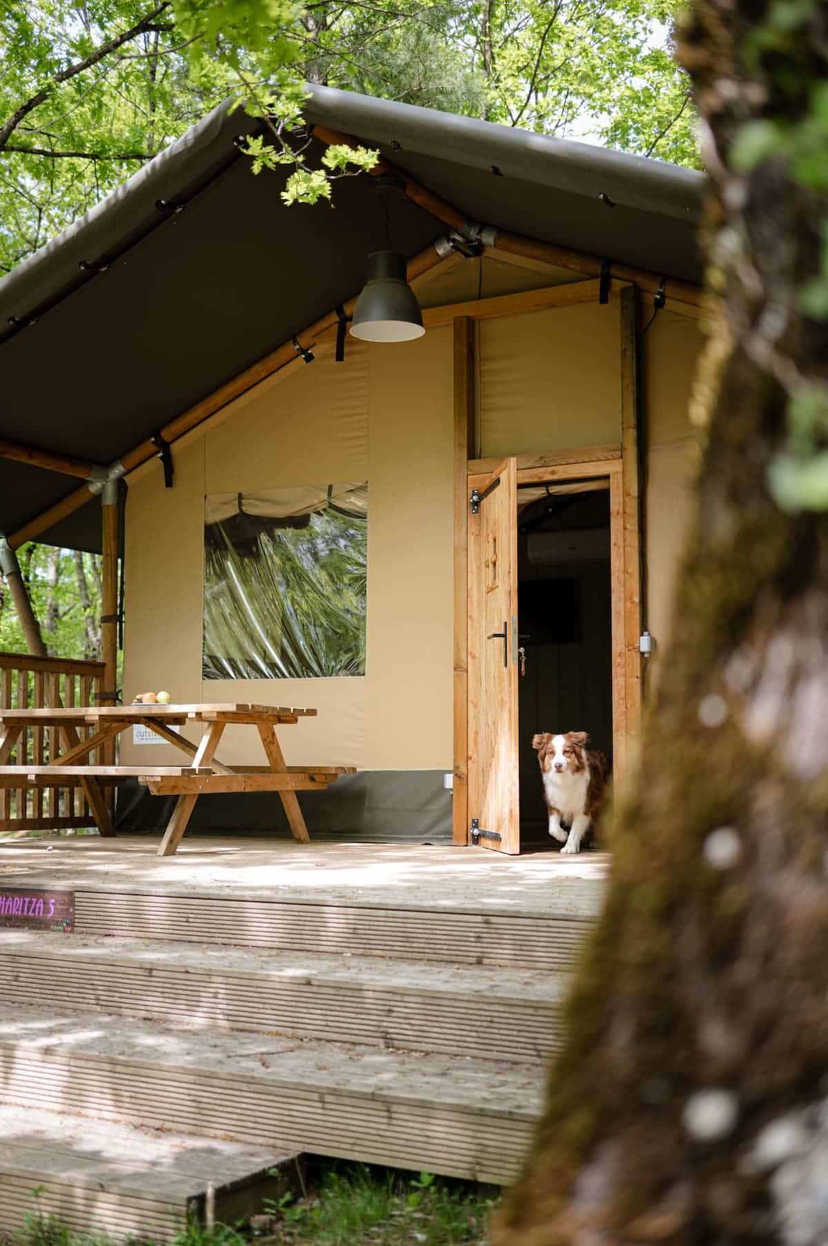 perro_bungalow